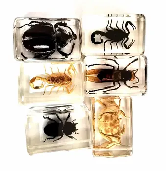 6 vnt mados nekilnojamojo bee beetle skorpionų karalius krabų vabzdžių prespapjė